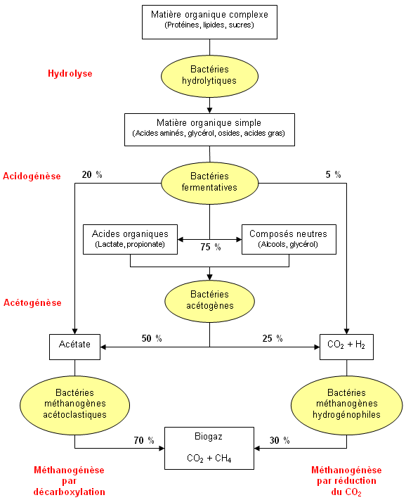 Diagram of the stages of anaerobic fermentation (methanisation)